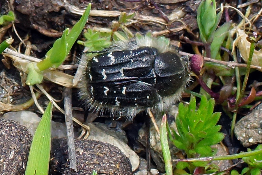 Coleottero da identificare: Tropinota paulae